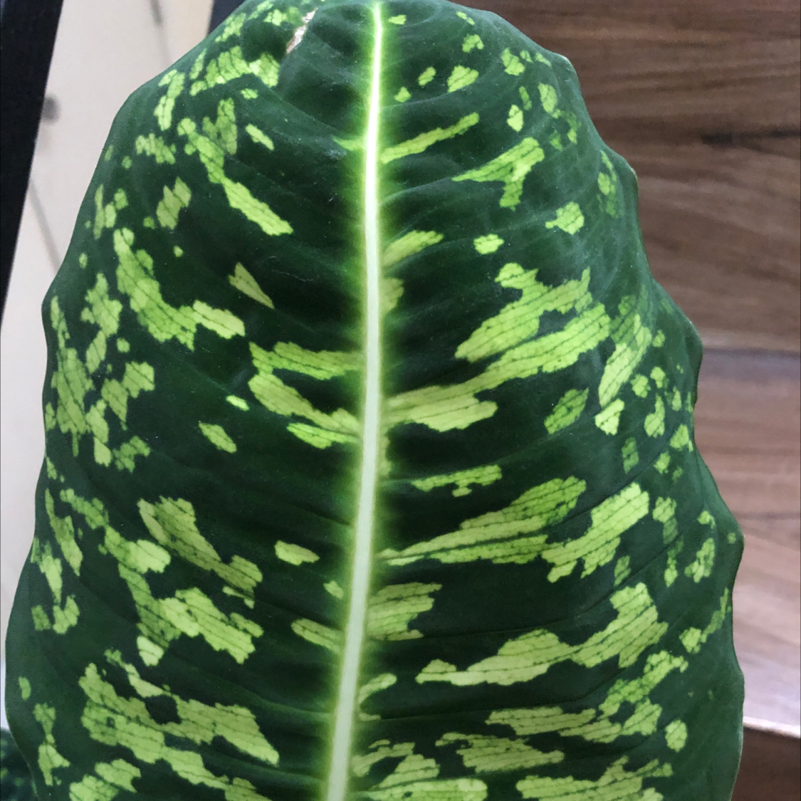 Close-up of a healthy Dumb Cane 'Reflector' leaf with light green spots on a dark green background.