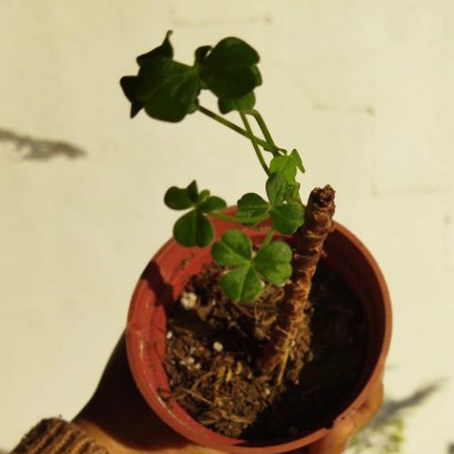 Photo of the plant species Galapagos Sorrel by @OodlesLemon named Your plant on Greg, the plant care app