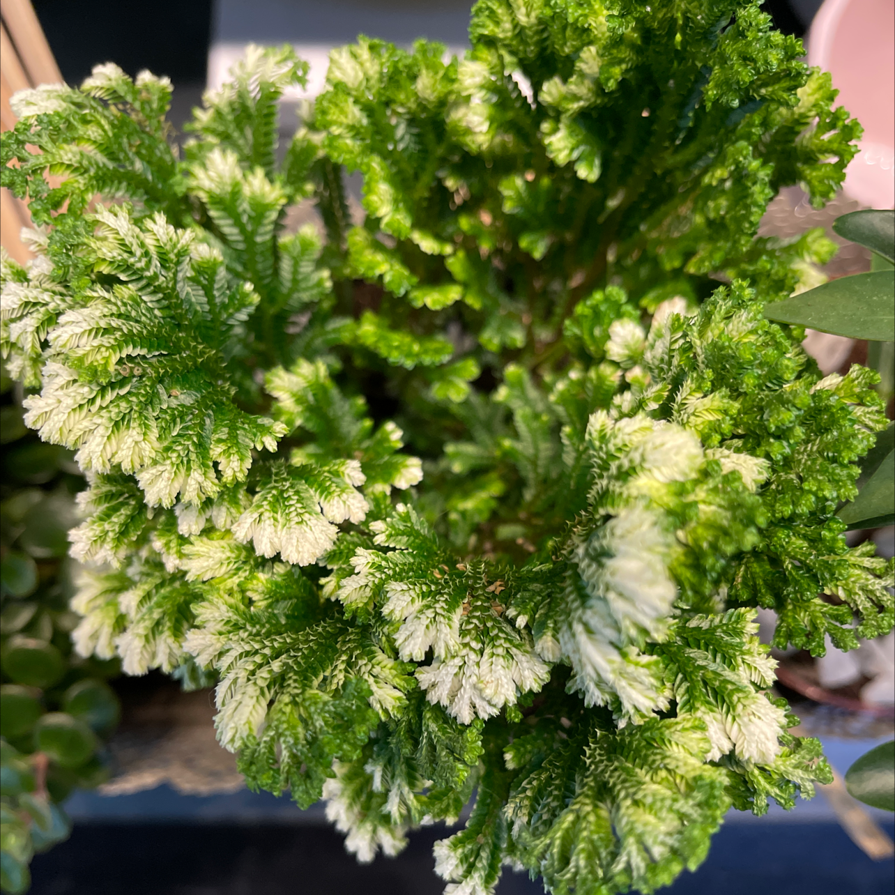 Photo of the plant species White Tip Spikemoss by @ArtisteCalethea named Selaginella tamariscina on Greg, the plant care app