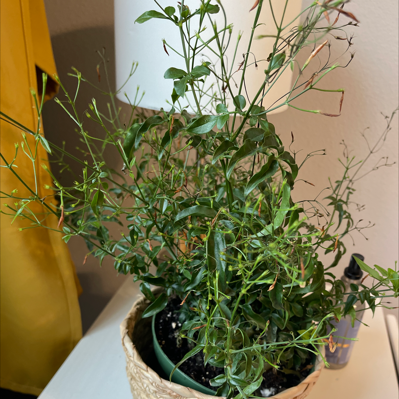 Potted White Jasmine plant indoors with slender green leaves and some browning.