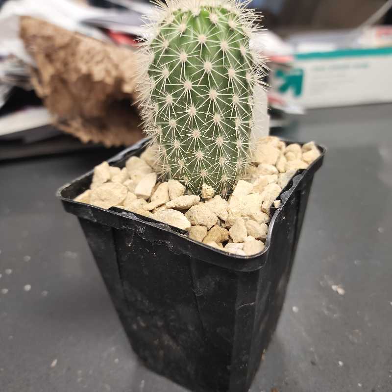 Photo of the plant species Webster's Hedgehog Cactus by @SolidHeartleaf named Webster on Greg, the plant care app