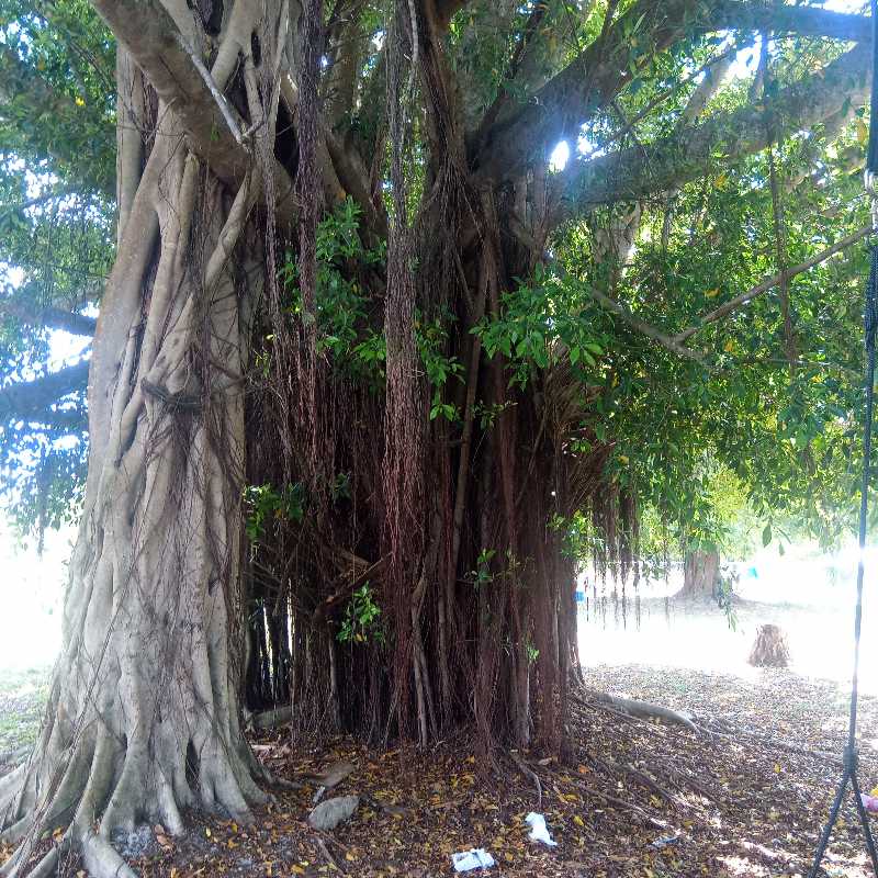 Image of a healthy Florida Strangler Fig tree with extensive aerial roots and dense foliage.