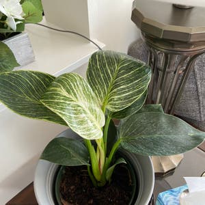 Philodendron Birkin plant photo by Fabraspfern named Philly on Greg, the plant care app.