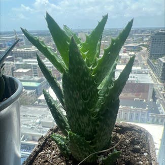 Aloe Vera plant in New Orleans, Louisiana