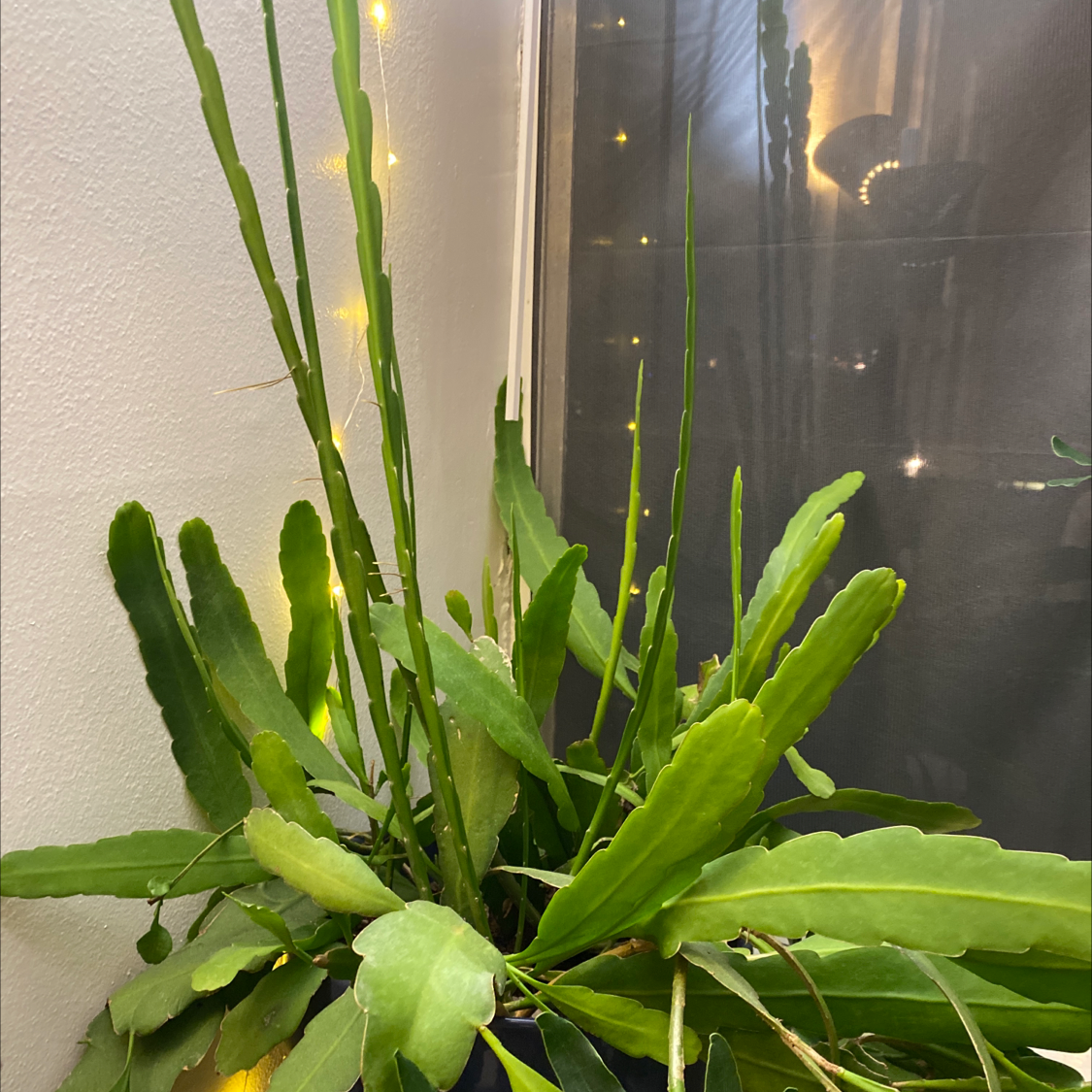 Why Are My Queen of the Night Leaves Droopy?