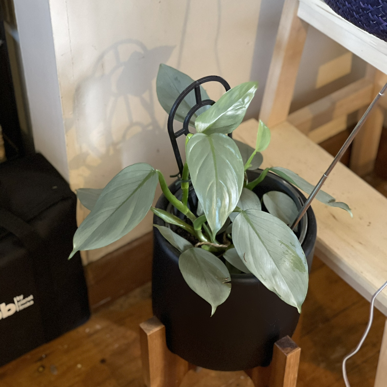 Silver Sword Philodendron in a black pot on a wooden stand, healthy silvery-green leaves.