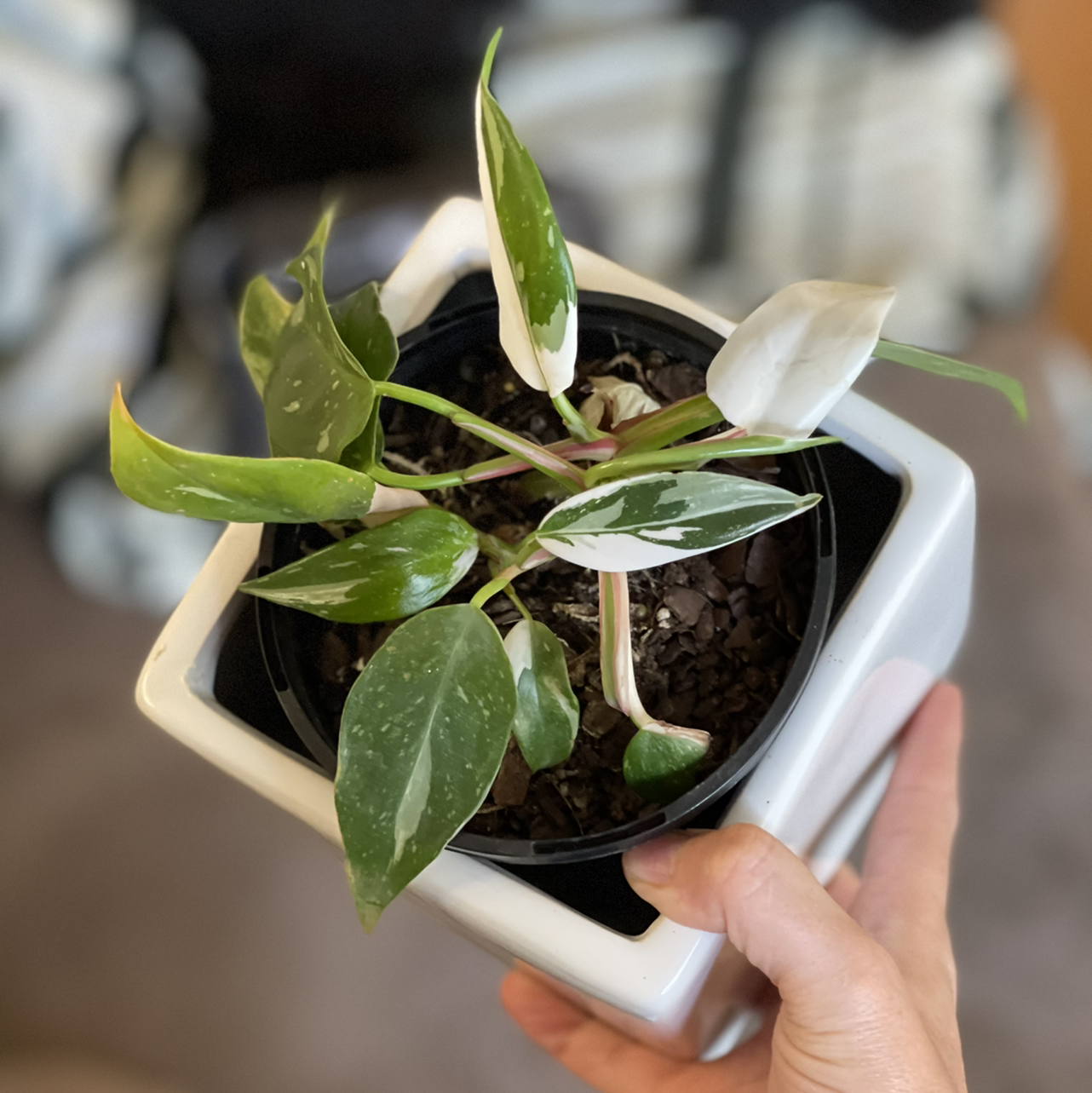 Philodendron 'White Princess' plant in a pot, held by a hand.