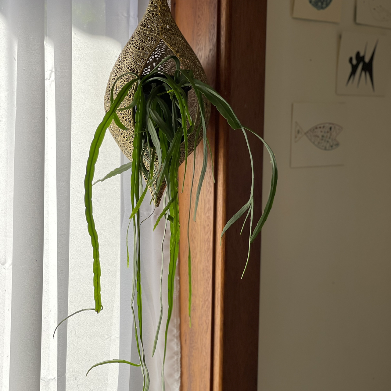 Mistletoe Cactus hanging in a decorative holder by a window with long, slender, green stems.