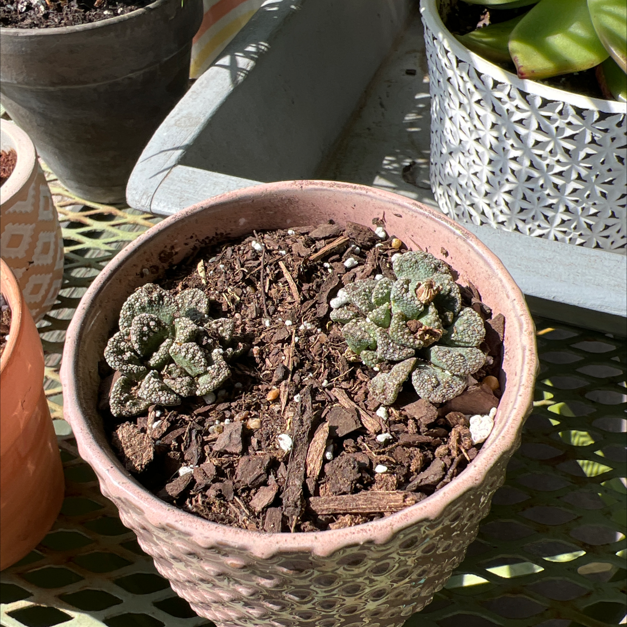 Potted Concrete Leaf Living Stone plant in a well-drained soil, healthy condition.