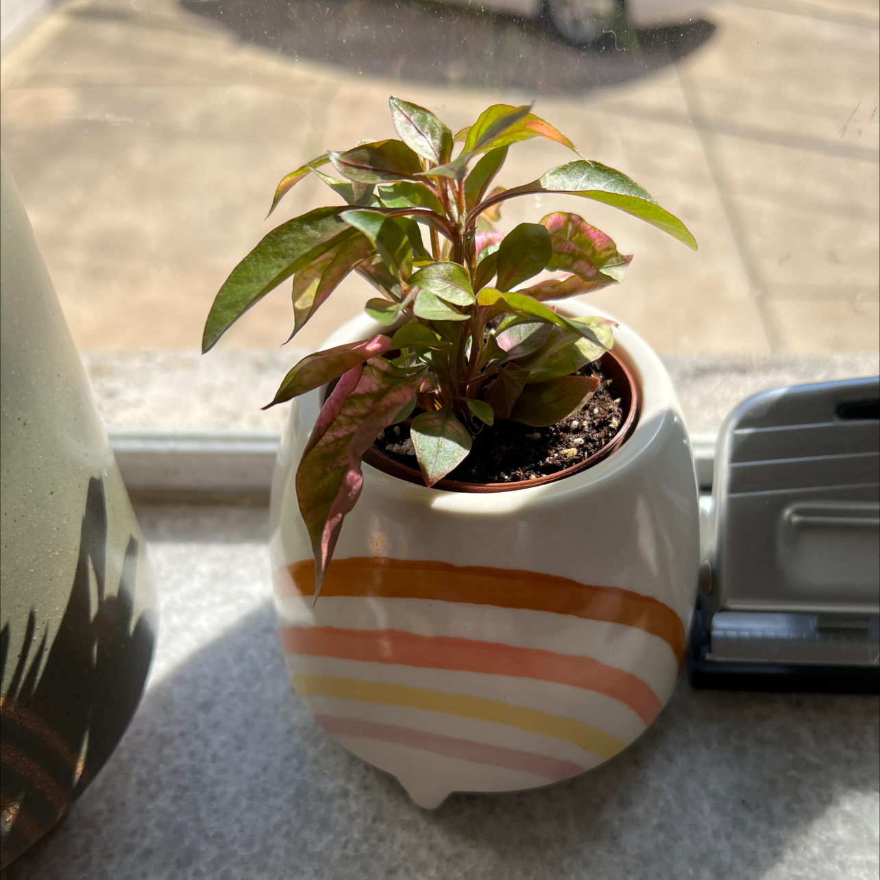 Potted Hairy Joyweed plant on a windowsill with colorful striped pot.