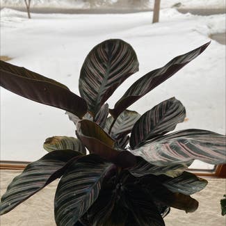 Pinstripe Calathea plant in Andover, Minnesota
