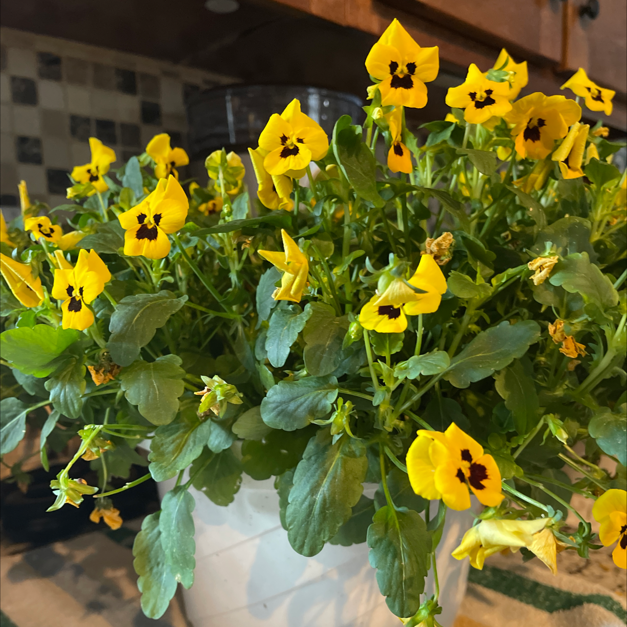 Photo of the plant species California Golden Violet by @TutorTigeraloe named Your plant on Greg, the plant care app
