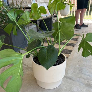 Monstera plant in Austin, Texas