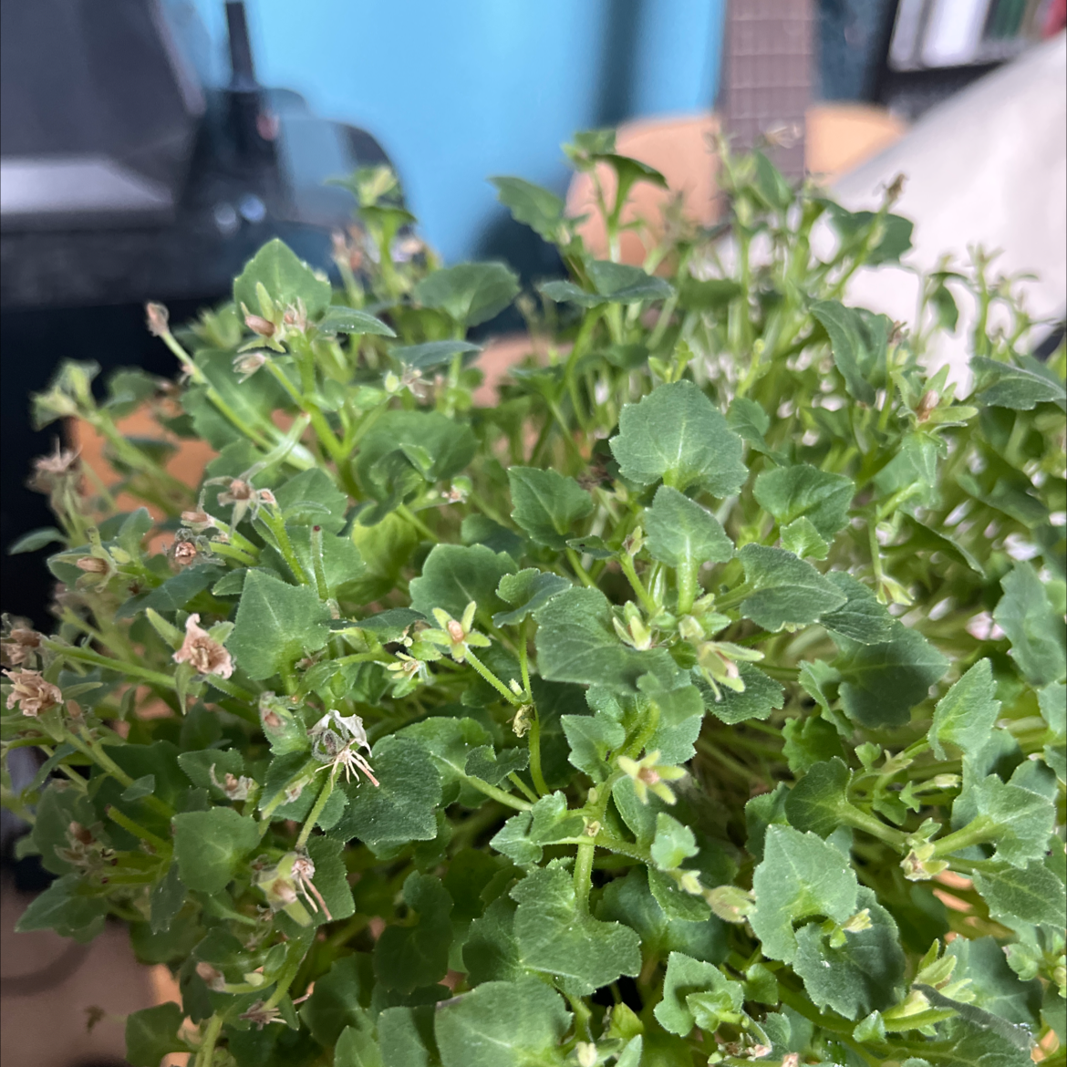 campanula