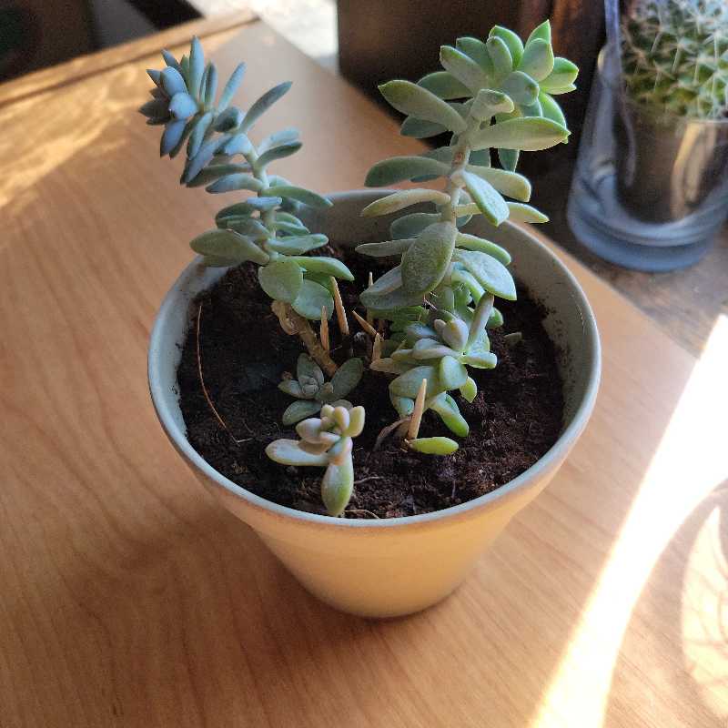Potted Graptosedum 'Francesco Baldi' plant on a wooden surface with visible soil.