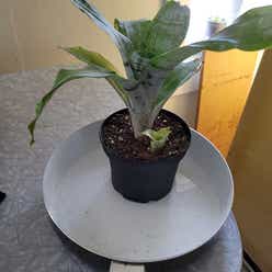 Urn Plant plant