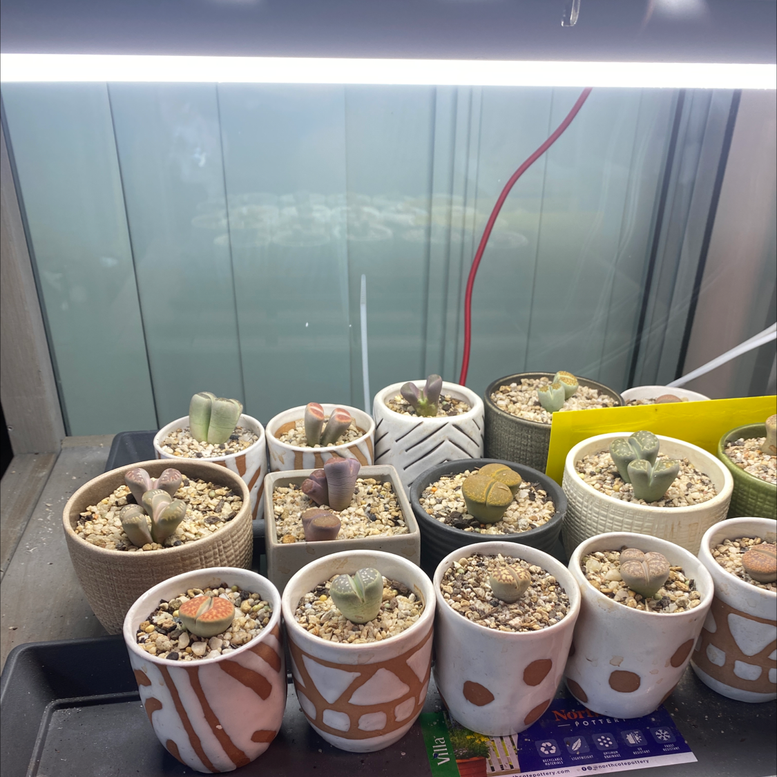 Multiple Lithops bromfieldii plants in small pots under a grow light.
