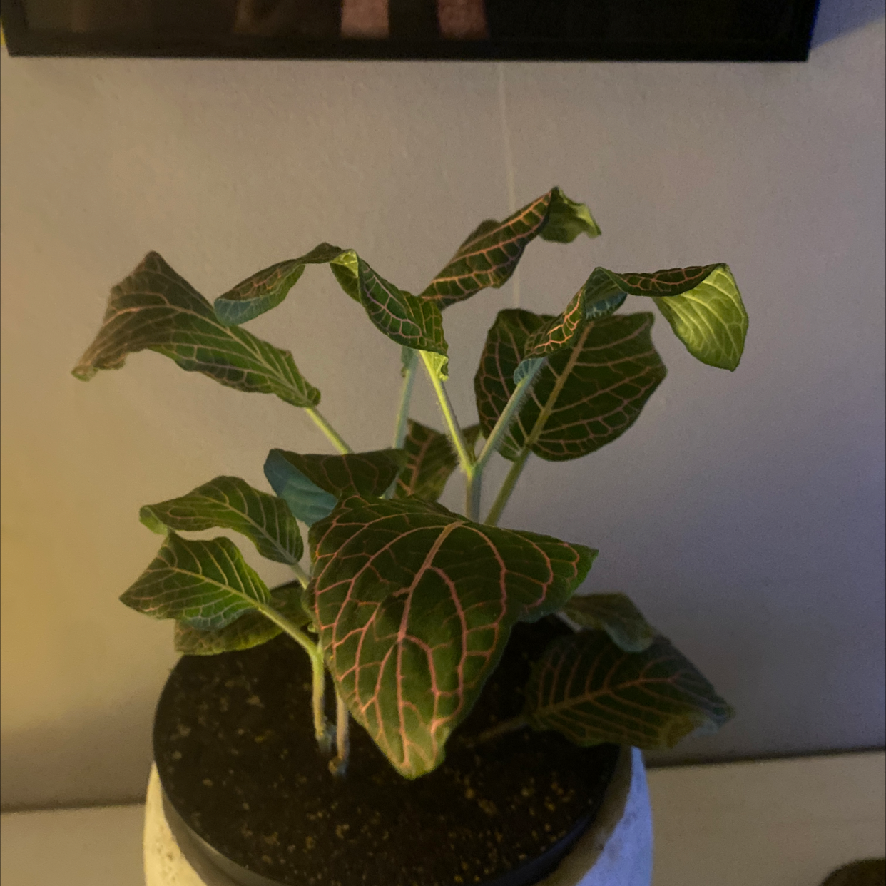 Nerve Plant plant photo by @EagerPhlox named Nervous Nellie on Greg, the plant care app.