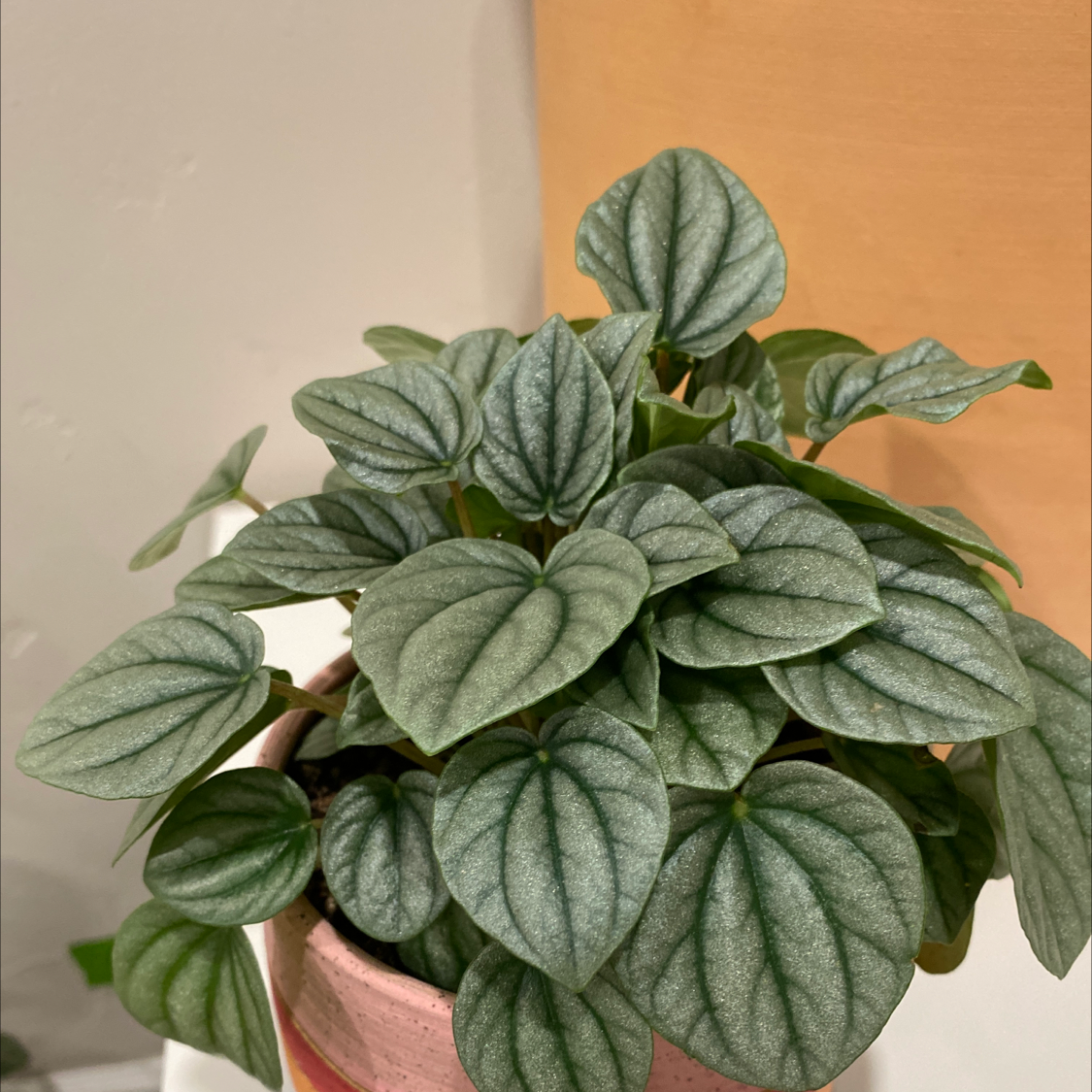 Silver Frost Peperomia plant in a pot with healthy silver-green leaves.