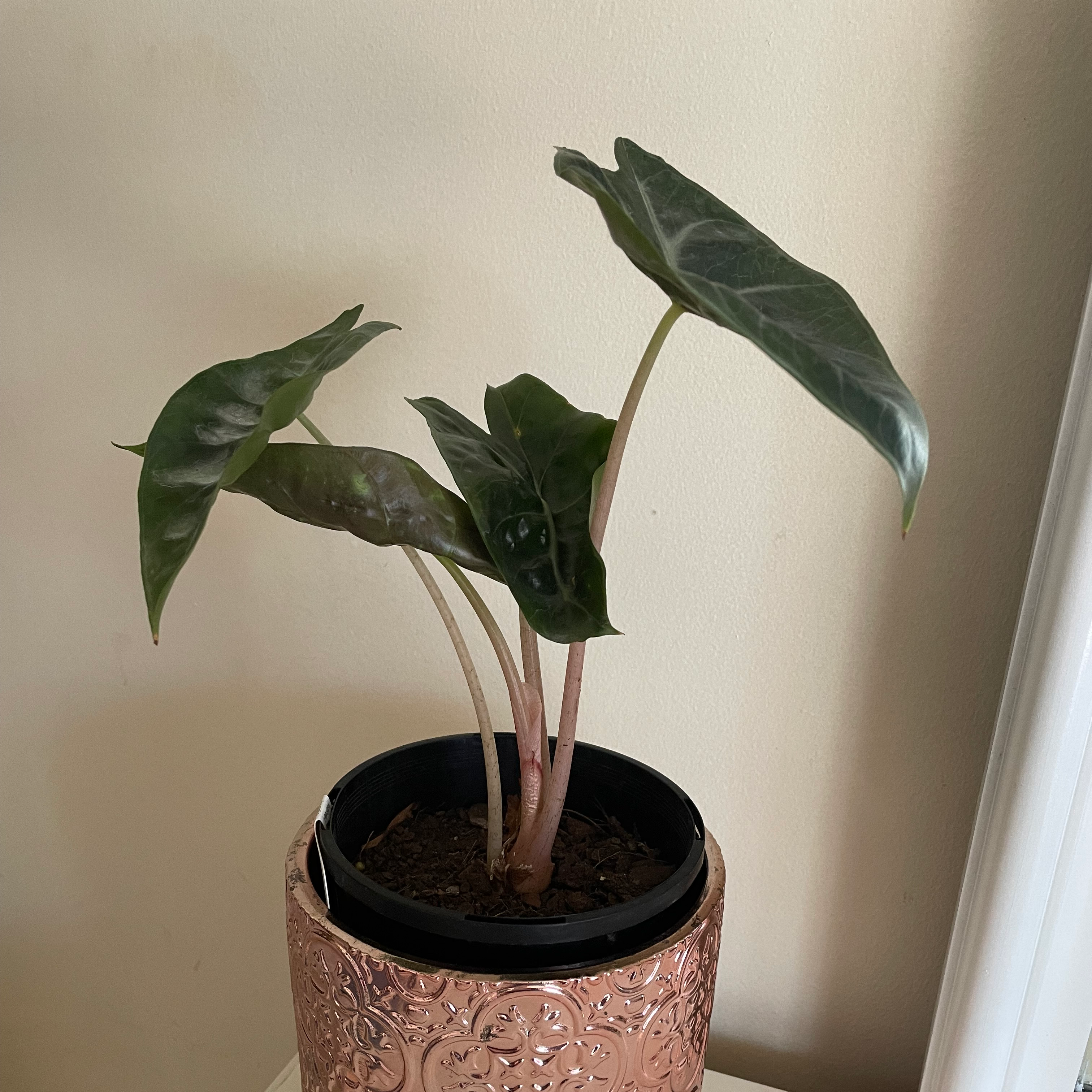 Potted Silver Dragon plant with dark green leaves in a decorative pot.