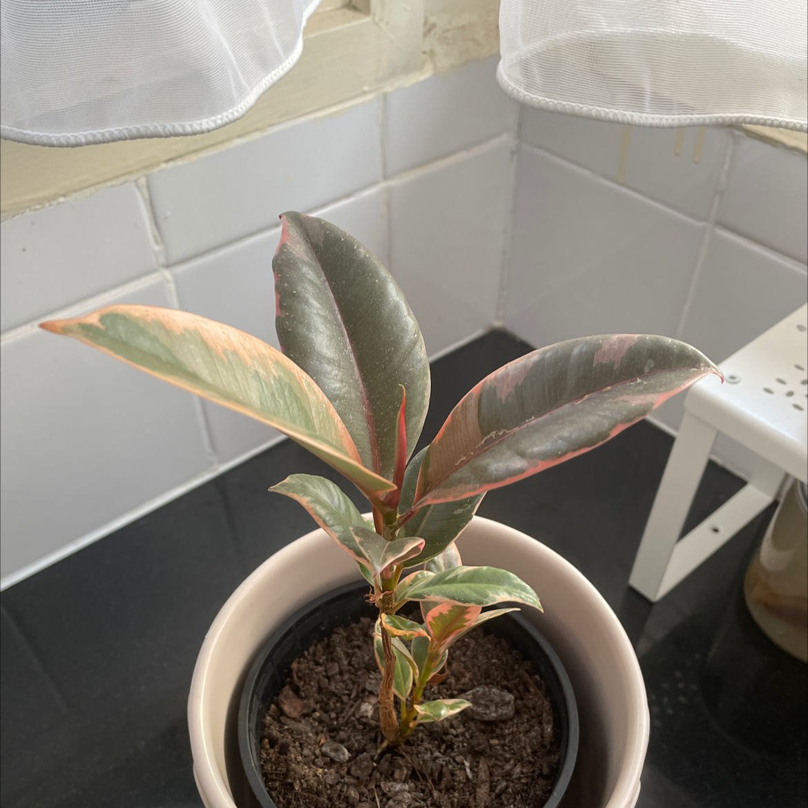 Ficus 'Ruby' plant in a pot with variegated leaves, placed near a window.