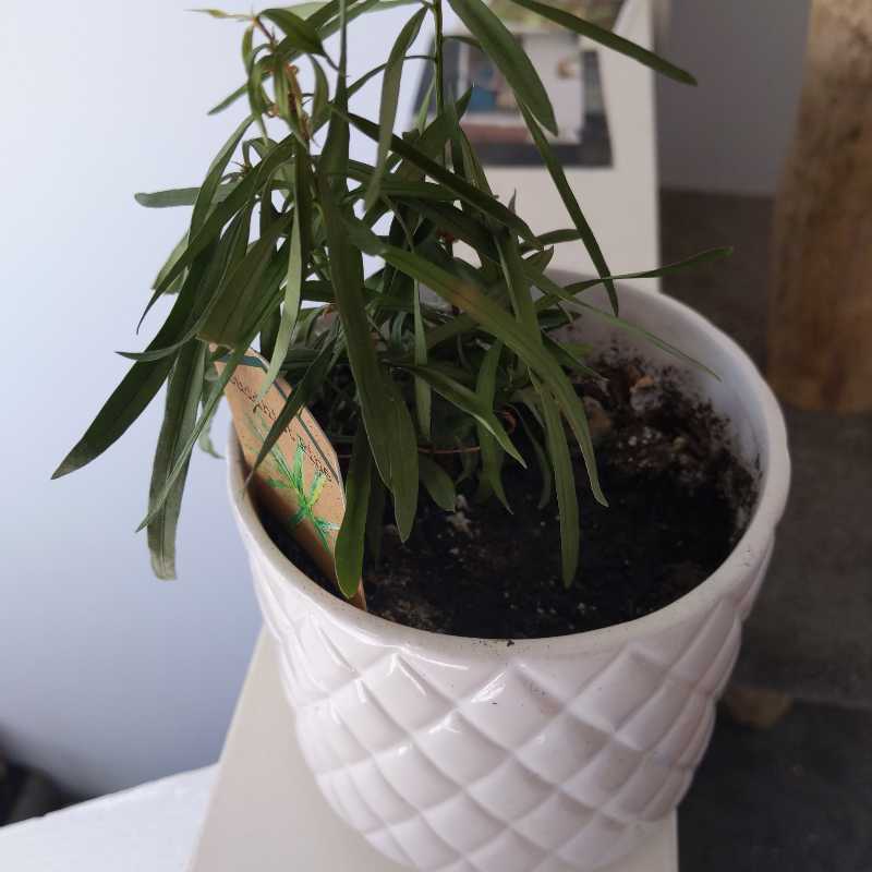 Podocarpus plant in a white pot with visible soil and healthy green leaves.