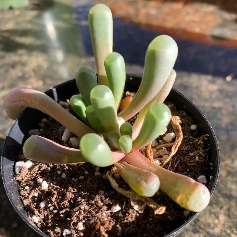Healthy 'Baby Toes' plant in a small pot with visible soil.