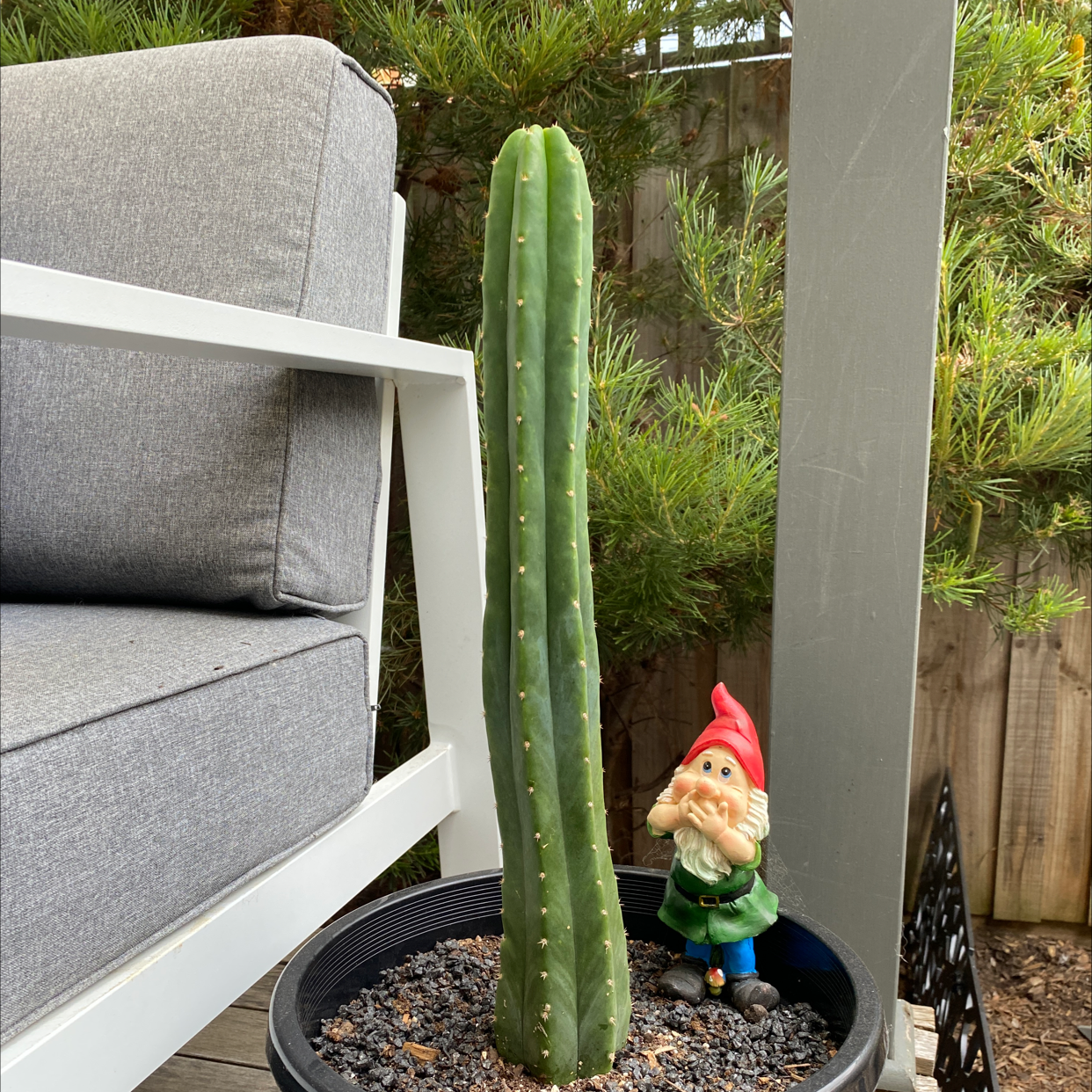 Blue Myrtle Cactus in a pot next to a garden gnome and a chair.