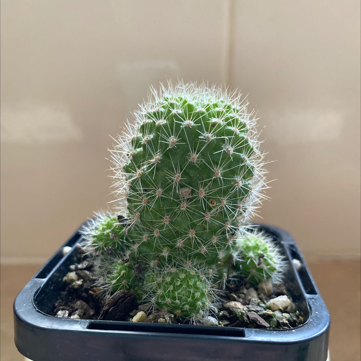 Healthy Orange Crown Cactus in a pot with visible soil.