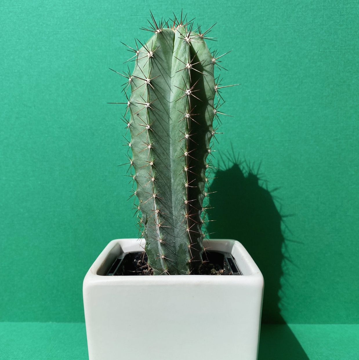 Organ Pipe Cactus in a white pot against a green background.