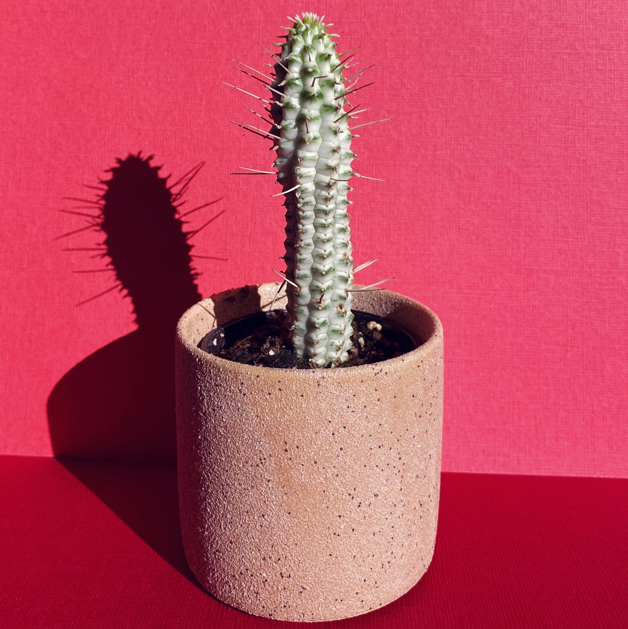 why-are-my-madagascar-palm-leaves-curling