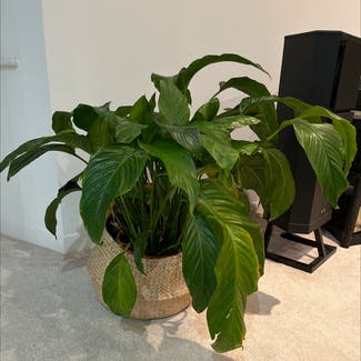 Peace Lily plant in Sutton Valence, England
