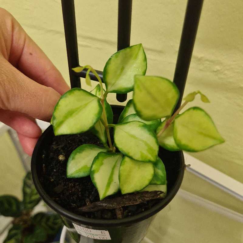 Potted Hoya heuschkeliana variegata plant with variegated leaves, held by a hand.