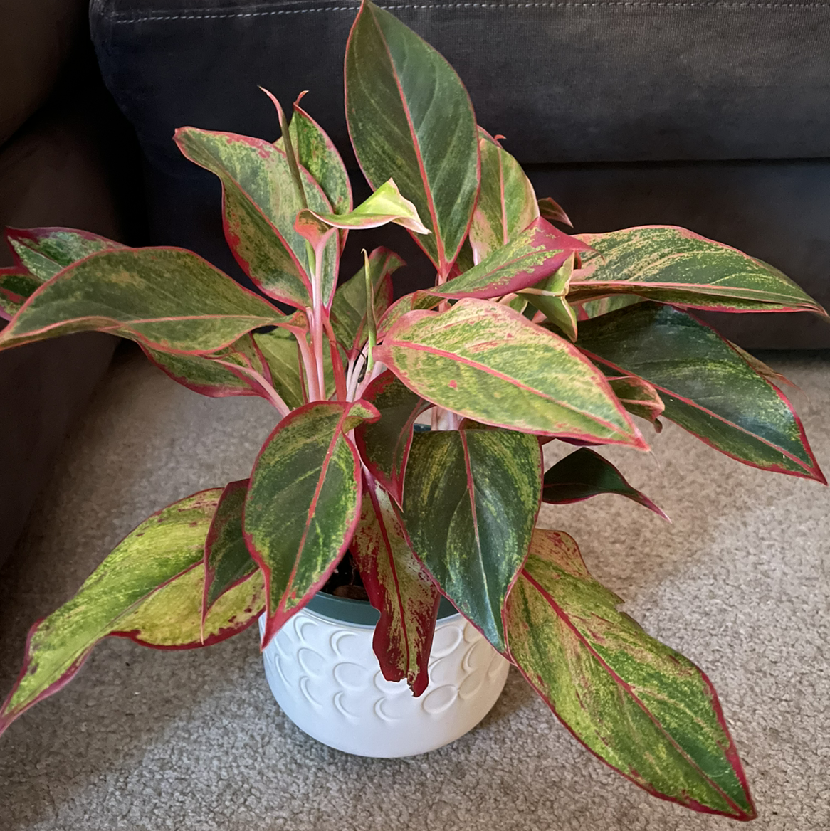 Red Siam Aurora Aglaonema plant in a white pot with some yellowing leaves.