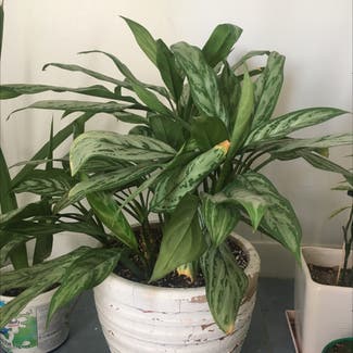 Chinese Evergreen plant in Tehran, Tehran Province