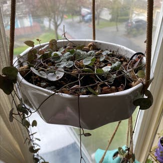 String of Hearts plant in Woodinville, Washington
