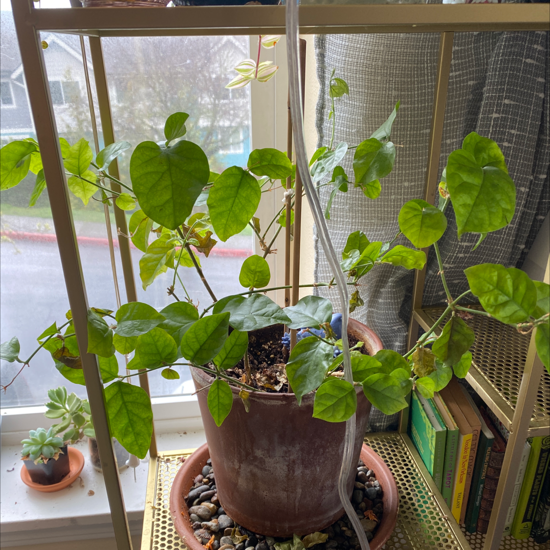 Healthy Arabian Jasmine plant with vibrant green leaves in a pot on a bright window sill.