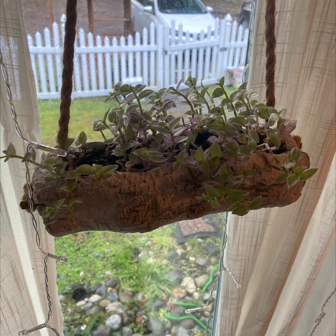 Healthy Creeping Inch Plant with long, trailing vines and vibrant green leaves, hanging in a planter.