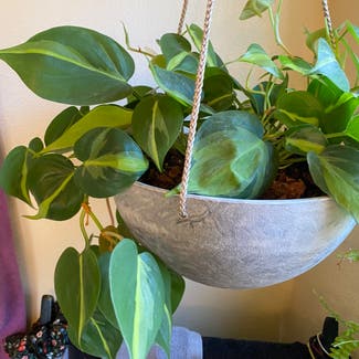 Philodendron Brasil plant in Woodinville, Washington
