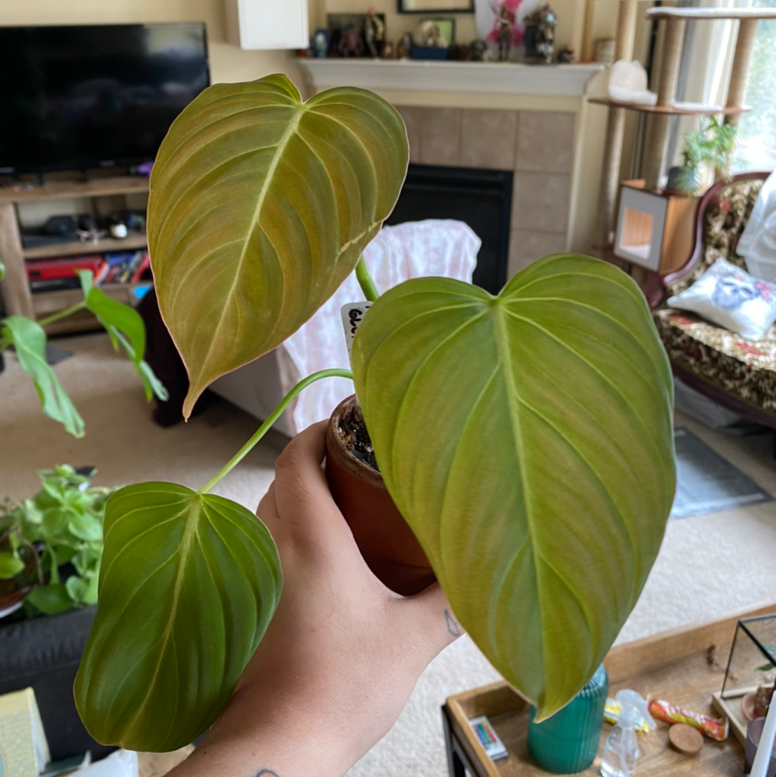 Plant care for Bamboo Orchid on Greg, the plant care app