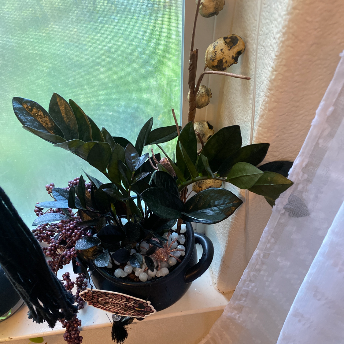 Healthy ZZ plant with shiny, dark green pinnate leaves in a dark pot with pebbles, positioned on a bright windowsill.