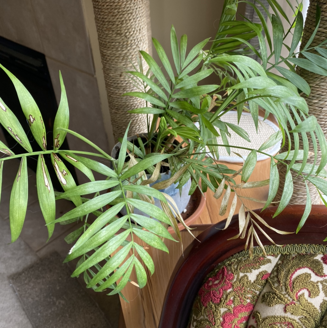 Healthy Parlour Palm with lush green foliage, no discoloration or damage, situated next to patterned fabric.
