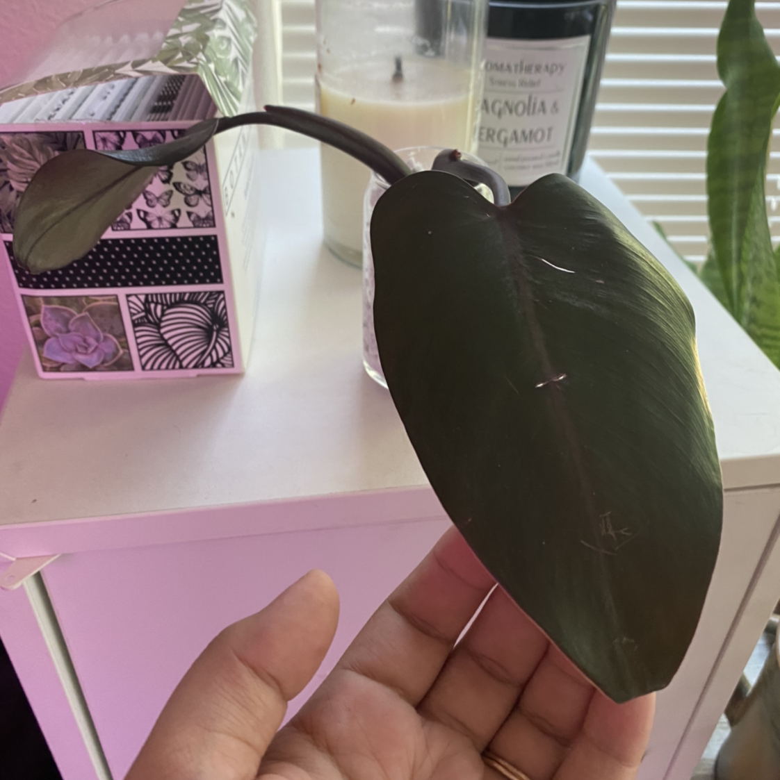 Pink Princess Philodendron plant photo by @GrumbleBee named Marceline on Greg, the plant care app.