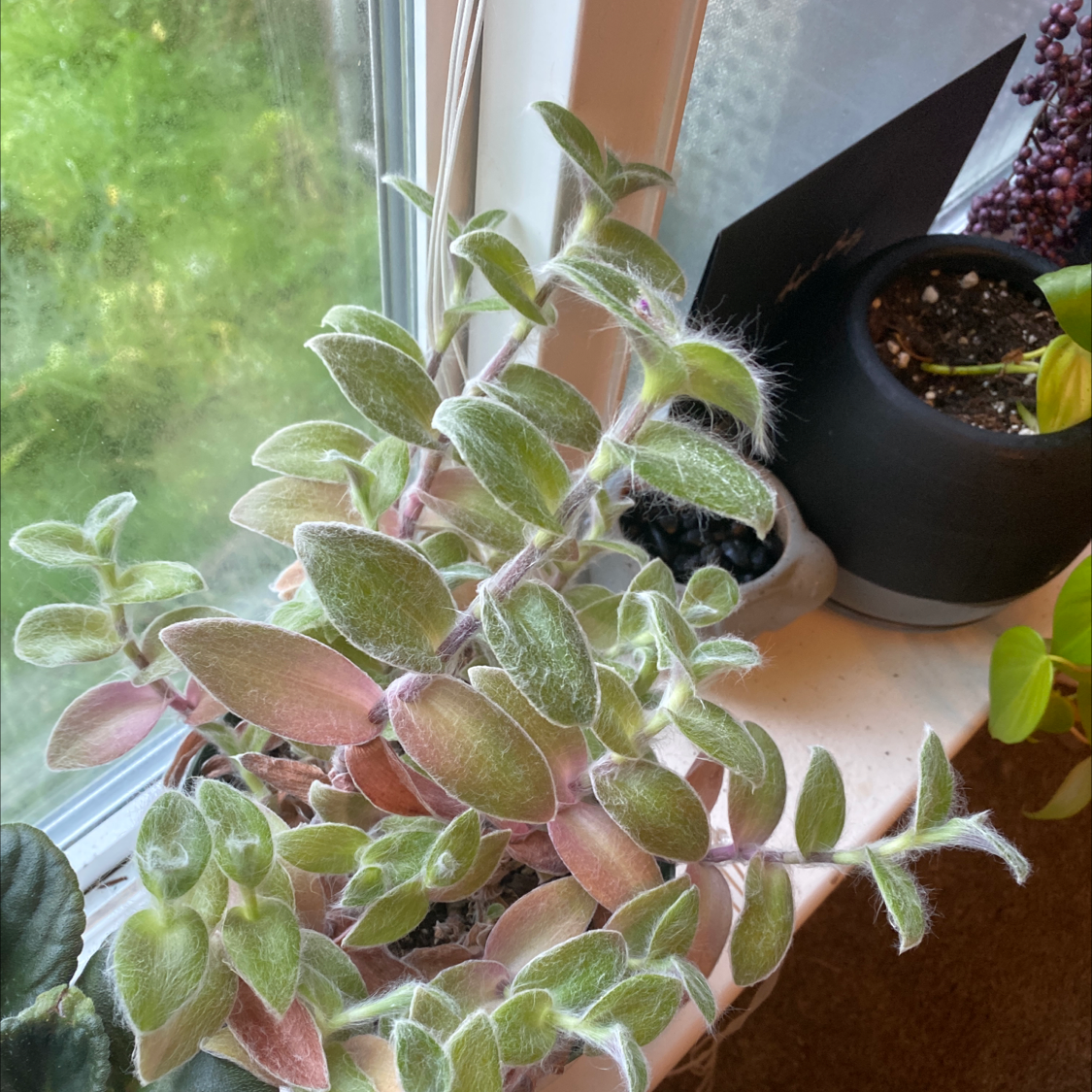 White Velvet plant with fuzzy leaves on a windowsill, showing green and reddish hues.