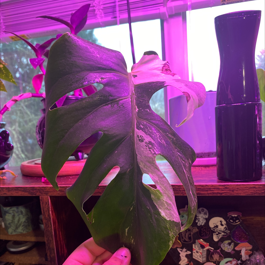 Monstera 'Albo' leaf with variegation and some browning, held by a hand.