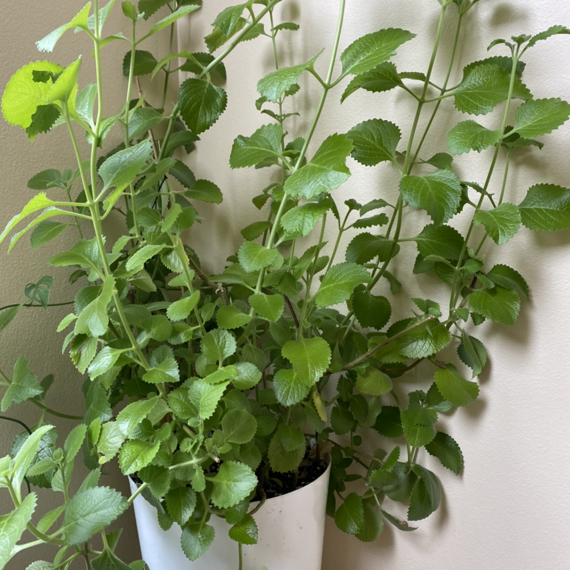 Healthy Mexican Mint plant in a white pot with vibrant green leaves.