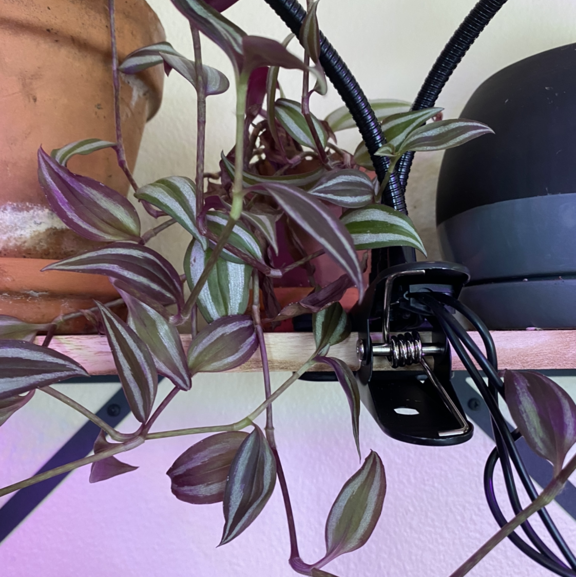 Spiderwort plant photo by @GrumbleBee named Leggy on Greg, the plant care app.