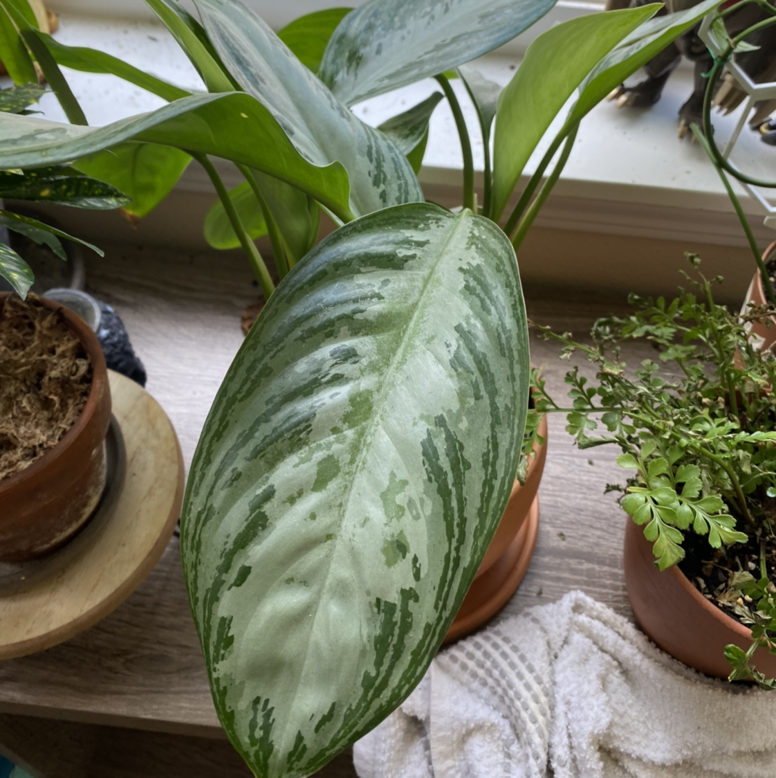 A healthy Chinese Evergreen houseplant with variegated green and white leaves, one showing slight yellowing, in a brown pot.