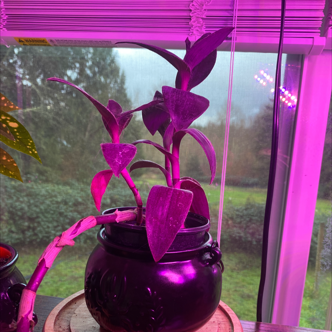 Healthy potted Purple Heart plant with vibrant purple cascading leaves, sitting on a window sill.