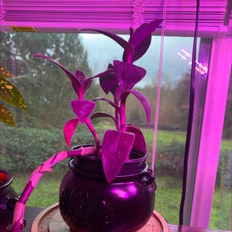 Purple Heart plant in Woodinville, Washington